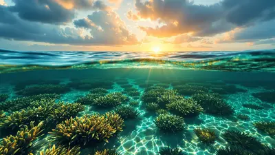 Pourquoi ces prairies sous-marines transforment la Méditerranée en oasis bleue