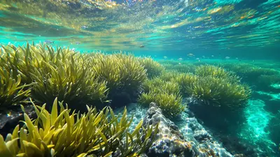 Why Posidonia Seagrass Meadows Save Our Mediterranean Sea Every Day