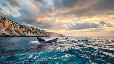 Quello che non sapevate sulla balenottera comune, il gigante che affascina nel Mediterraneo