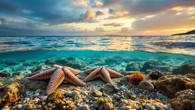 7 Secrets of Mediterranean Starfish That Even Marine Biologists Don't Know