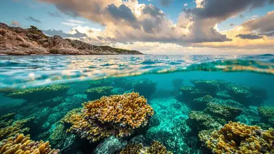 Quello che i subacquei scoprono sui coralli segreti del Mediterraneo