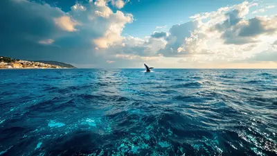 Quello che i biologi marini rivelano sulla balenottera comune del Mediterraneo