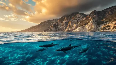 Questi giganti dei mari che trasformano le vostre uscite nel Mediterraneo in un'avventura unica
